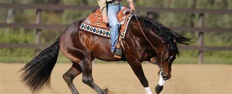 Rear Skid Boots For Performance Horses: Reining, Cutting, Roping and cowhorse events